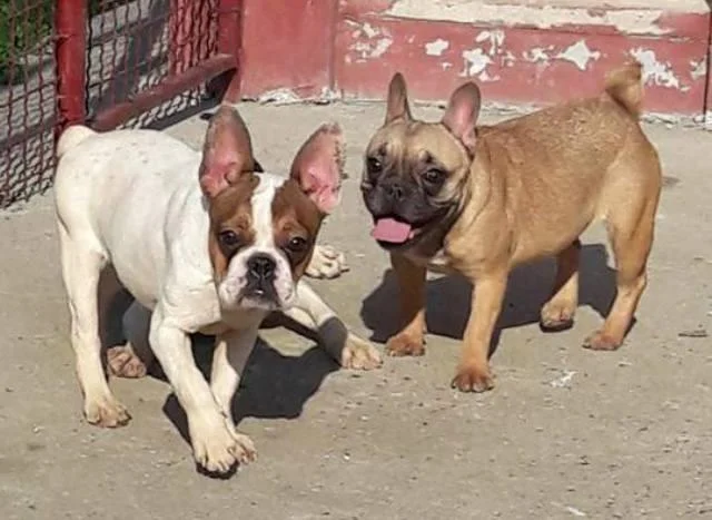 Francuski buldog, zenke