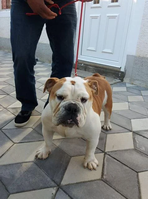 Engleski buldog