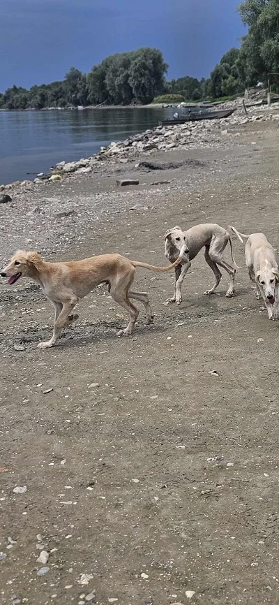 Persijski hrt SALUKI štenci