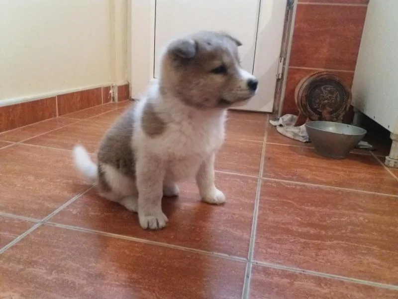 Japanska akita štenci