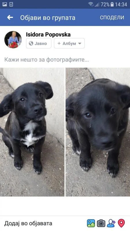 Se podaruvaat kucenca