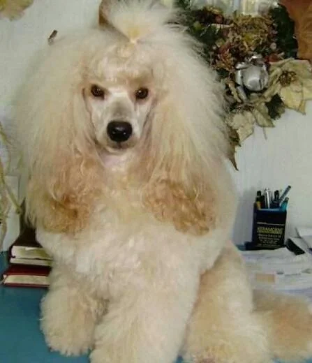 Patuljasta pudla štenci