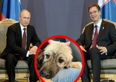 Шарпланинец како подарок од српскиот претседател Вучиќ за Путин