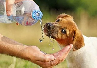 Колку вода дневно им е потребно на кучињата?