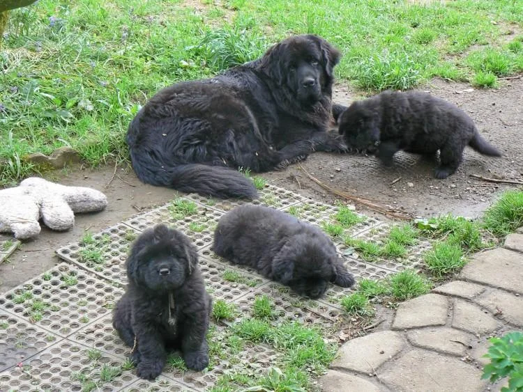 Njufaundlender i labrador retriver stenci na prodaju