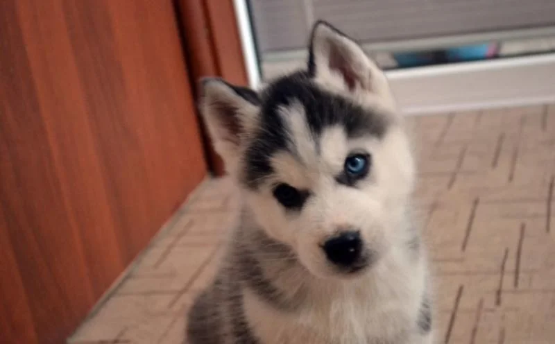 Sibirski haski i samojed stenci na prodaju