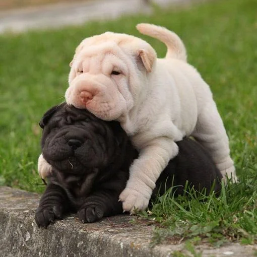 Shar pei i šiba inu stenci na prodaju