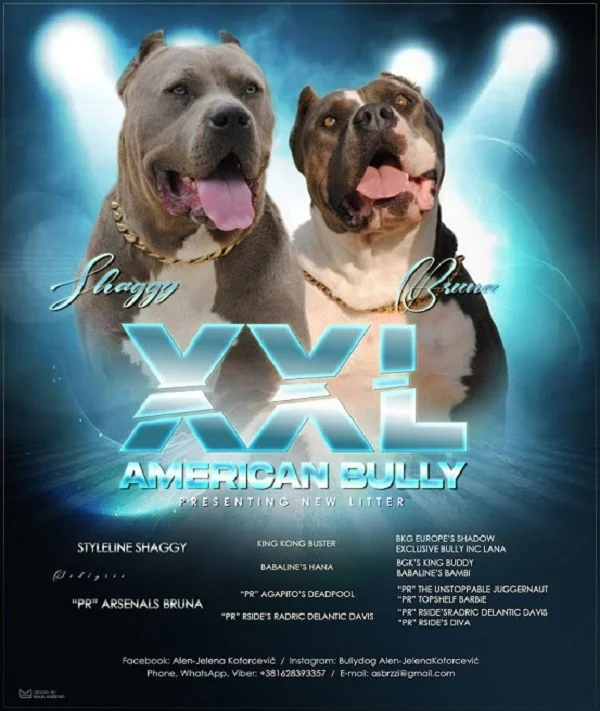 American bully xxl