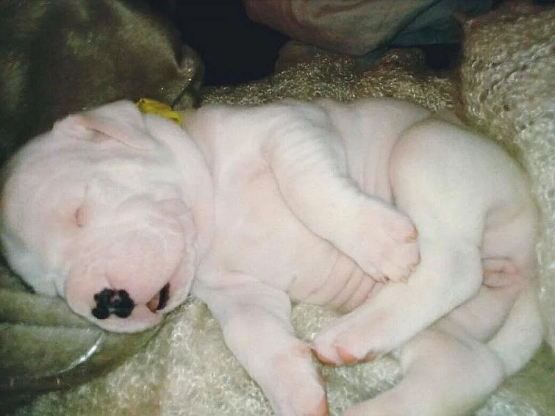 Dogo argentino i bulterijer stenci na prodaju