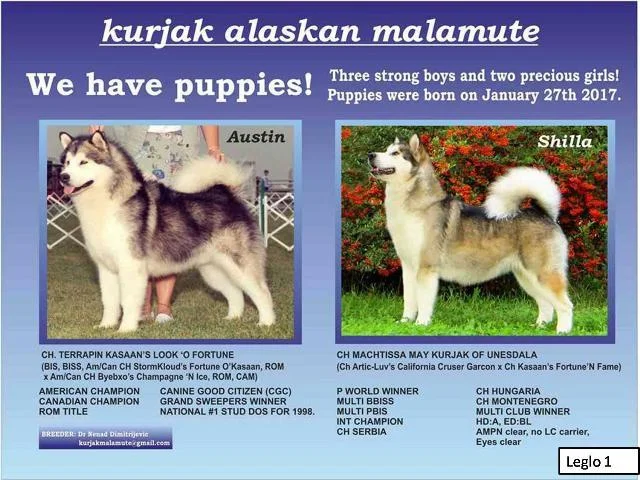 Aljaski Malamut stenci