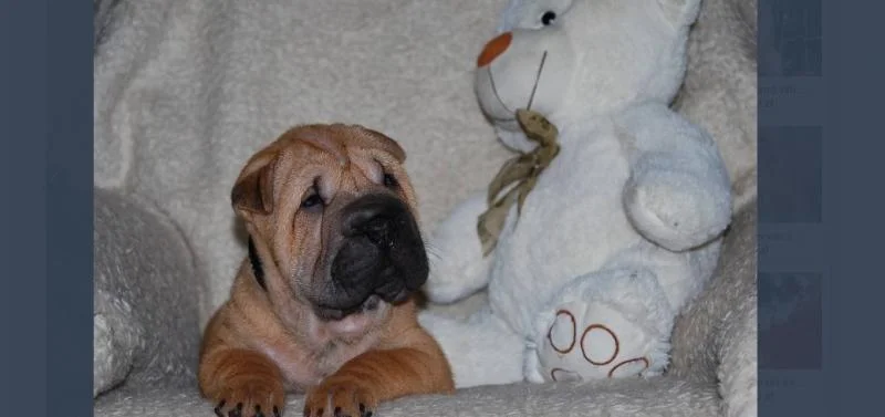 Shar pei i šiba inu stenci na prodaju