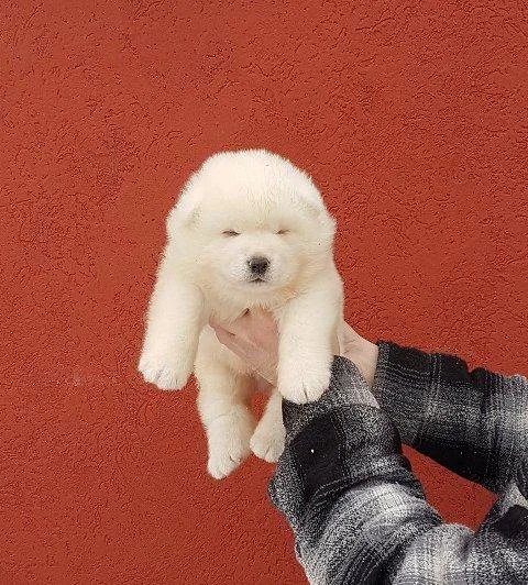 Akita Inu – prelepi štenci