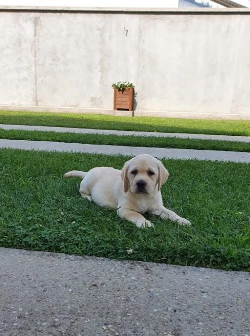 LABRADOR stenci