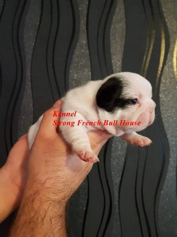 Francuski buldog štenci