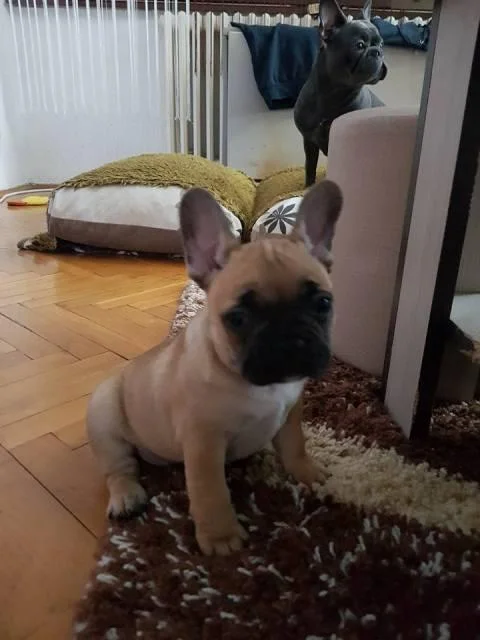 Francuski buldog, stenci