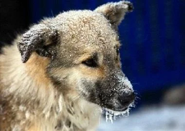 Бездомните животни имаат потреба од помош за време на зимата