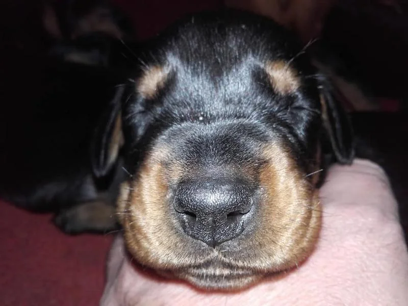Doberman štenci na prodaju