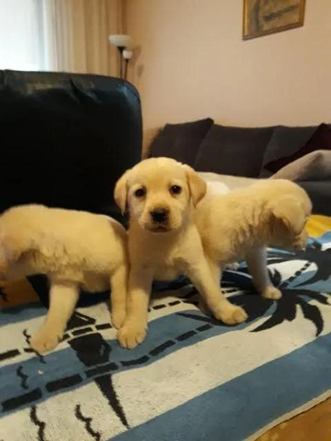 Labrador štenci vrhunskog porekla