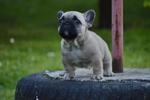 Francuski Buldog štenci