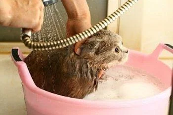 Зошто мачките не сакаат вода?