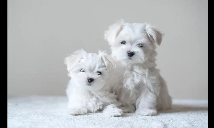Maltezer i coton de tulear stenci na prodaju