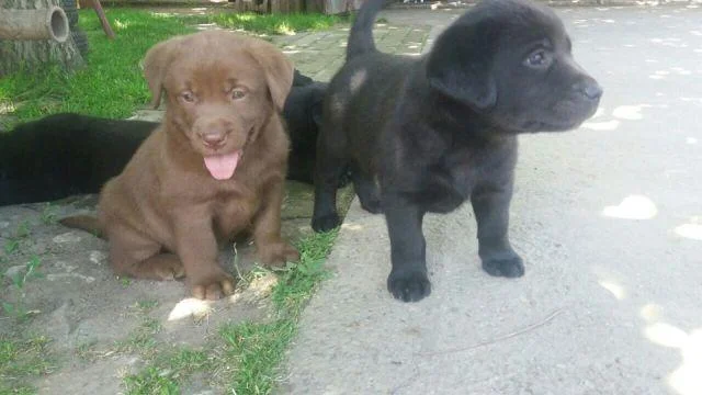 Labrador retriver, stenci