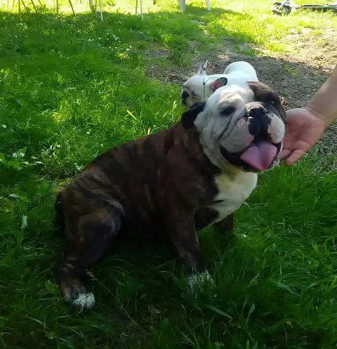 Engleski buldog