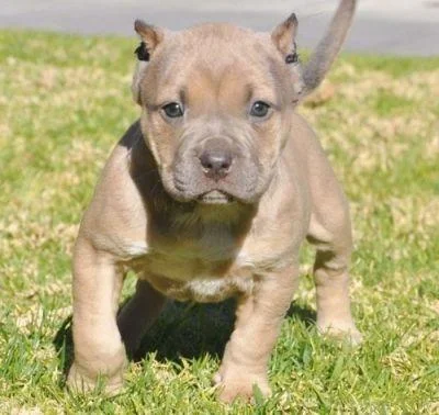 Nemacki bokser i pit bull terrier stenci na prodaju