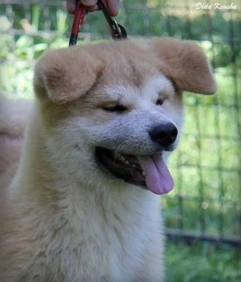 Akita inu mužjak i ženka