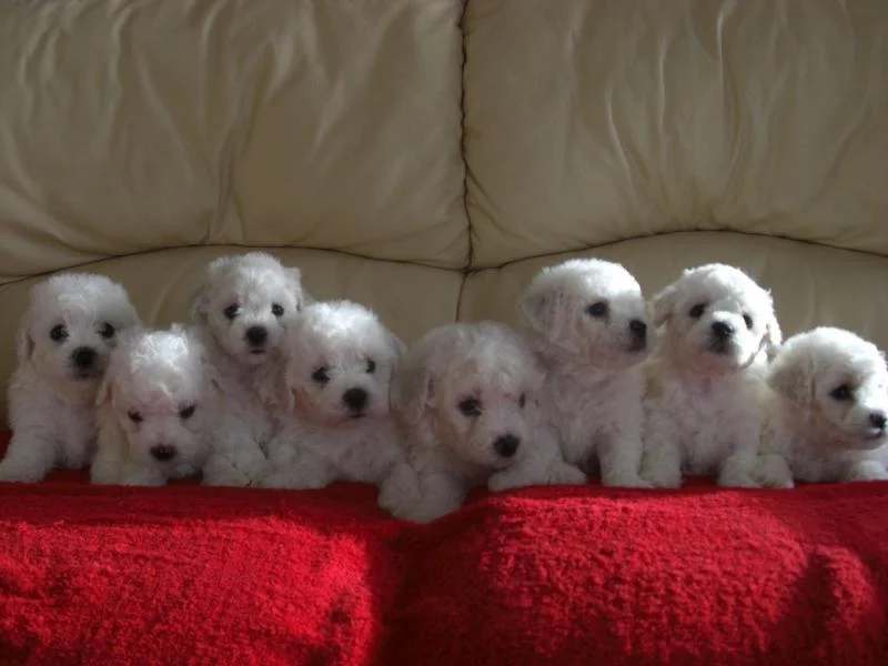 Bichon i bolonjezer stenci na prodaju