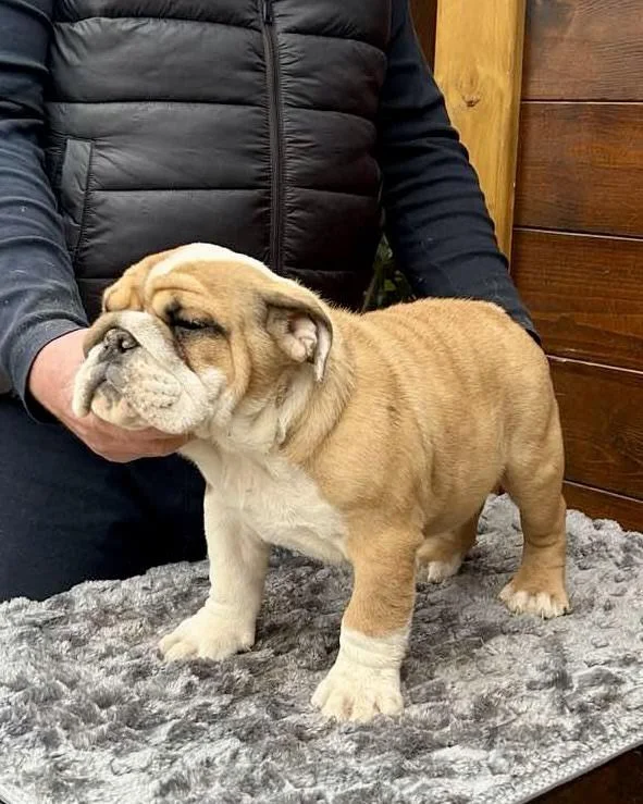 Engleski buldog