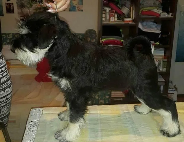 Patuljasti šnaucer
