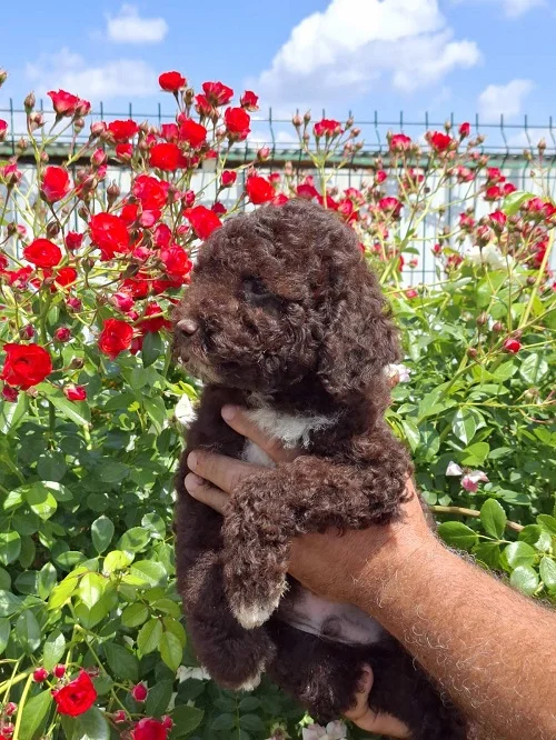 Lagoto Romanjolo (Lagotto Romagnolo)