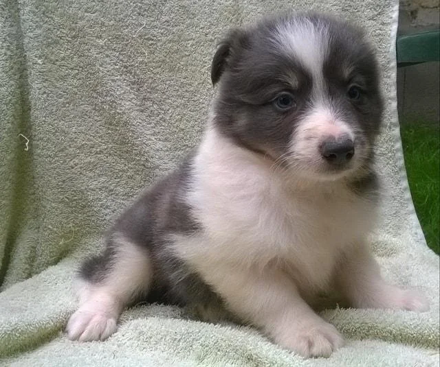 Border Collie, stene
