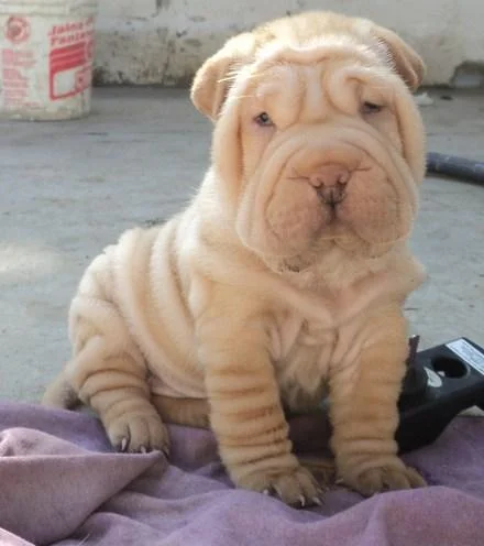 Shar pei i šiba inu stenci na prodaju