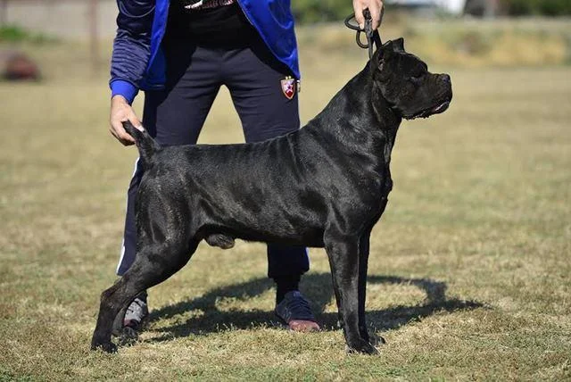Cane Corso