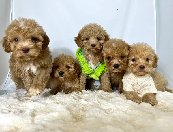 Labradoodle (labradudl)
