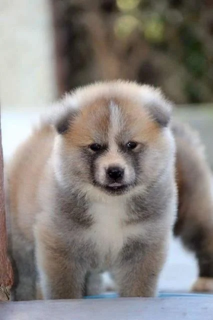 Japanska Akita