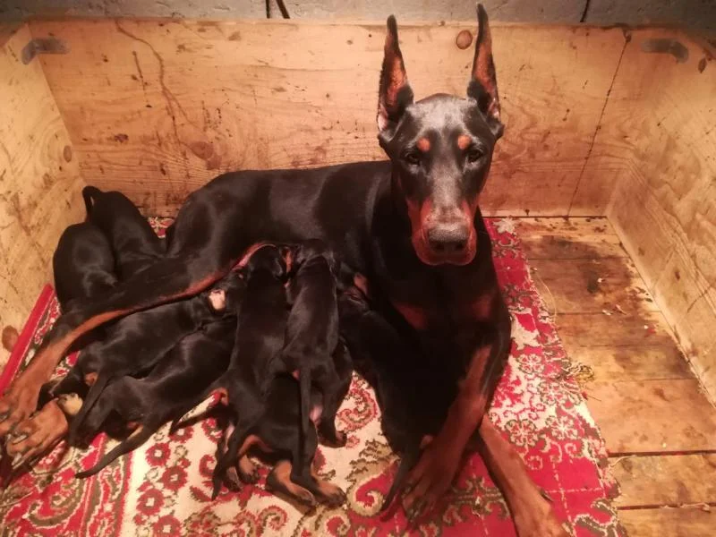 Doberman štenci