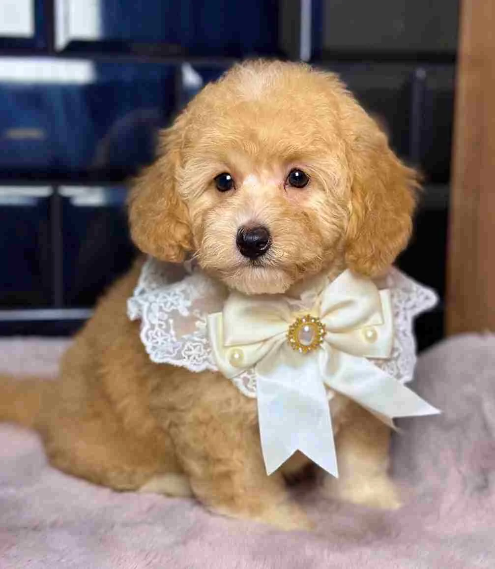 Poodle