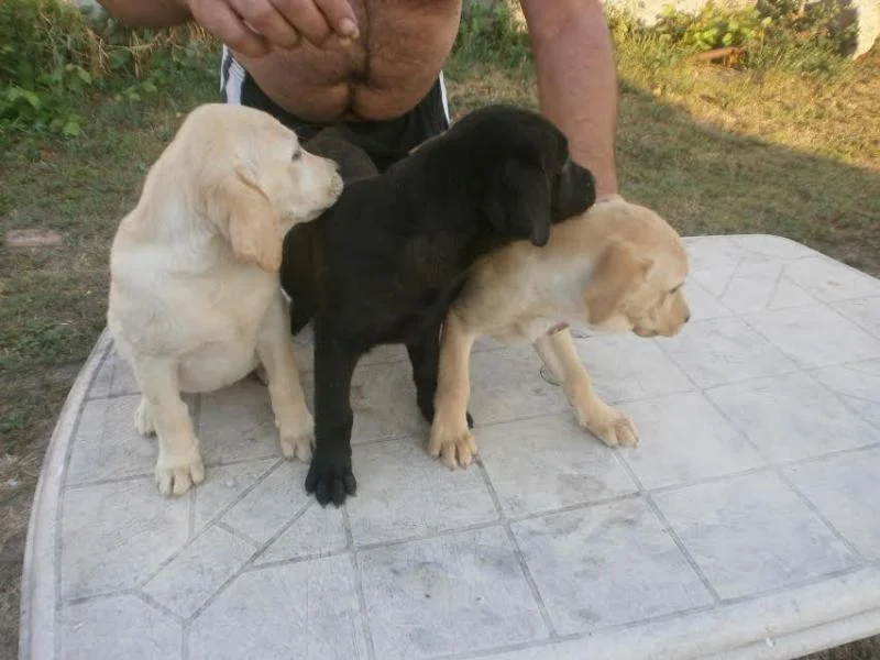 Labrador - ženski štenci