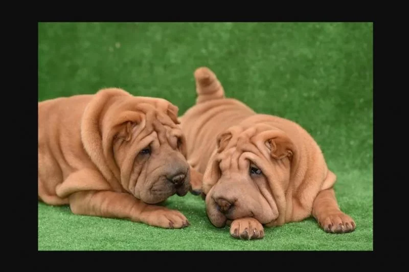 Shar pej i šiba inu stenci na prodaju