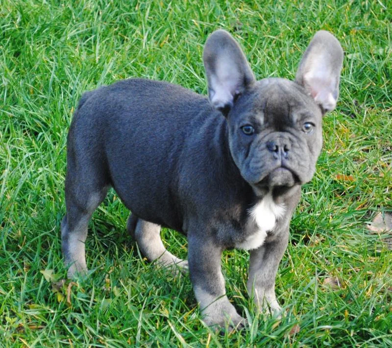 Francuski buldog stenad