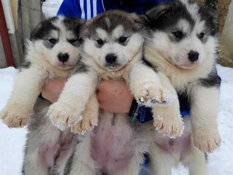 Alaskan Malamute