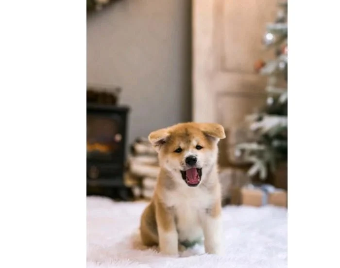 Akita inu i aljaski malamut stenci na prodaju