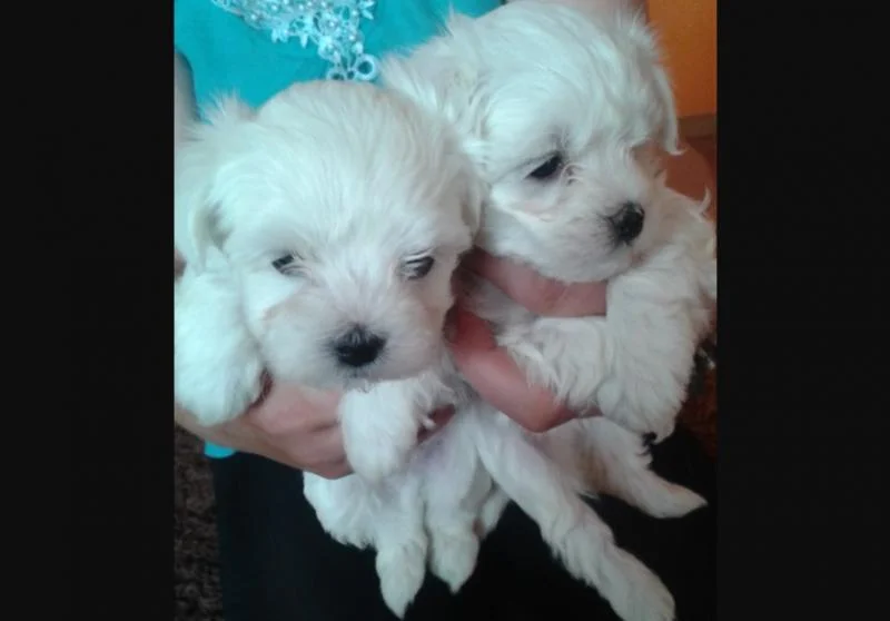 Maltezer i coton de tulear stenci na prodaju