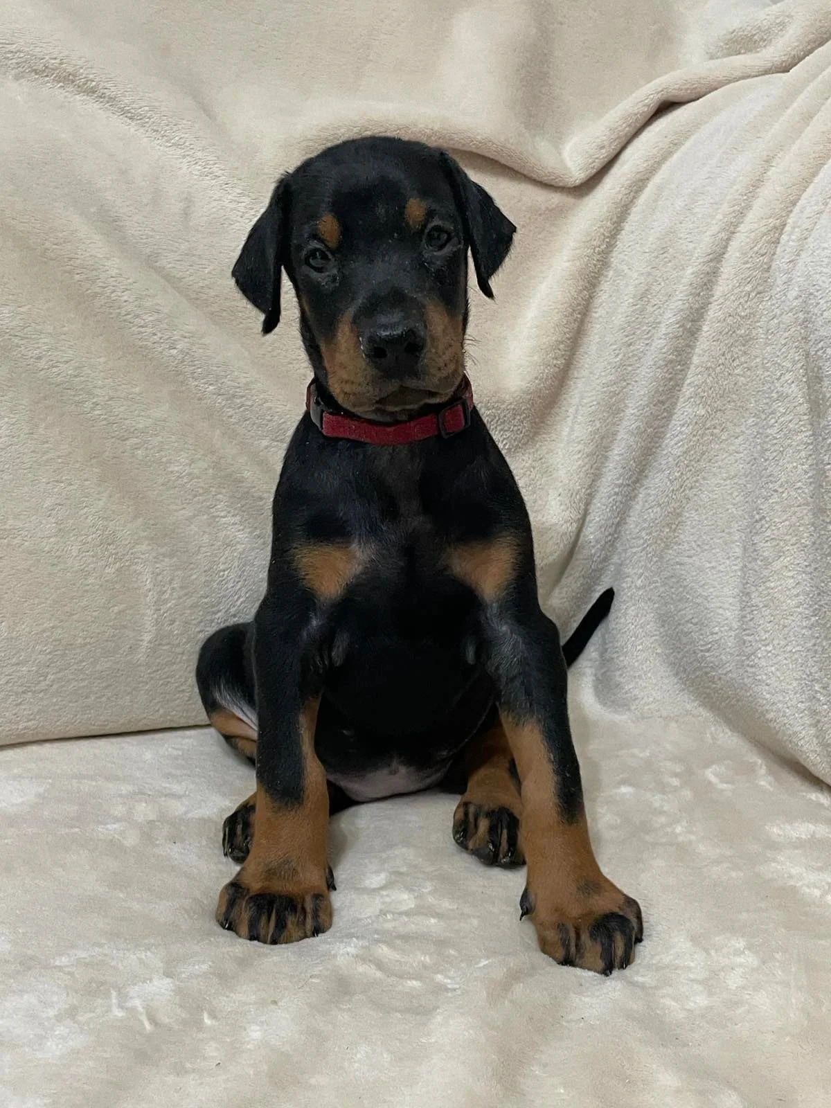 Štenci dobermana