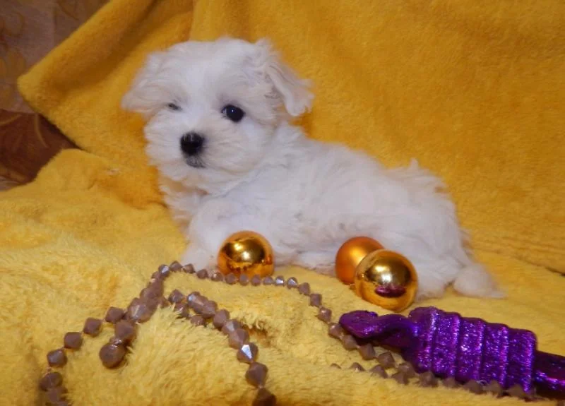 Bichon i bolonjezer stenci na prodaju