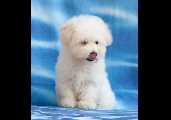 Bichon i bolonjezer stenci na prodaju