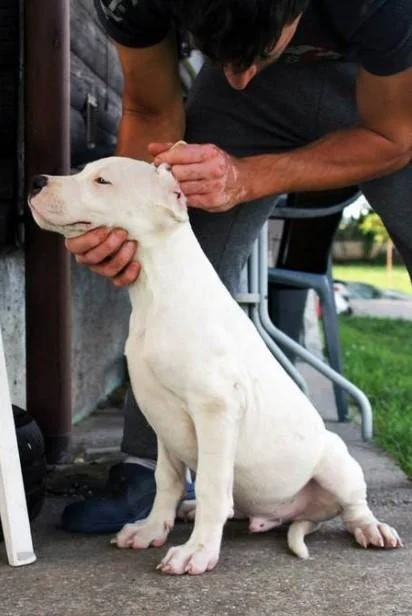 Dogo argentino i bulterijer stenci na prodaju